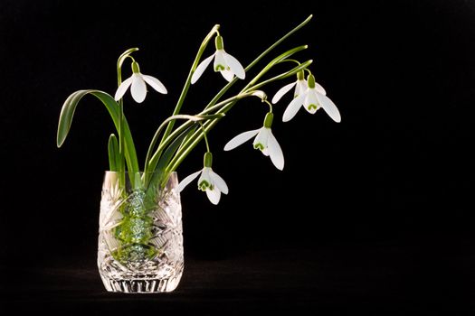 Snowdrops in crystal glass with black background