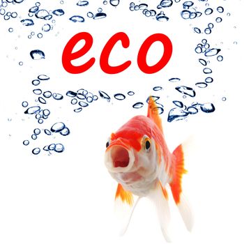 eco ecology nature or environment concept with goldfish and water bubble