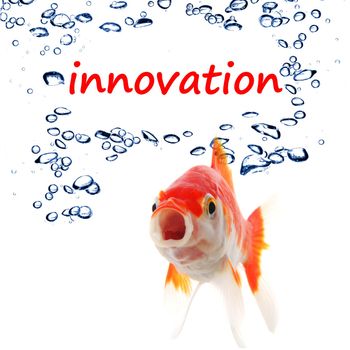 innovation word and goldfish showing business idea or science concept