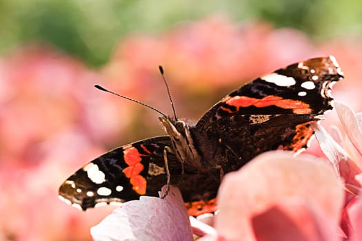 Butterfly Red admiral on pink Hydrangea flowers in summer