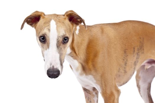 An image of a beautiful whippet dog on white background