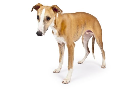 An image of a beautiful whippet dog on white background