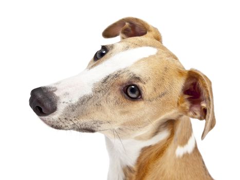 An image of a beautiful whippet dog on white background