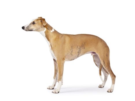 An image of a beautiful whippet dog on white background