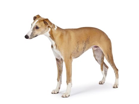 An image of a beautiful whippet dog on white background