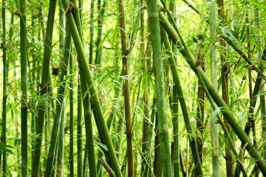 bamboo background in nature at day