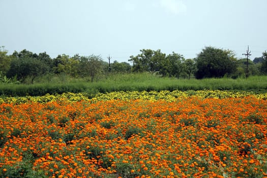 A beautiful farm full of marigold flowers during the spring season in India.