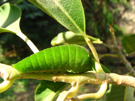 A plump green caterpillar on a twig of a plant.