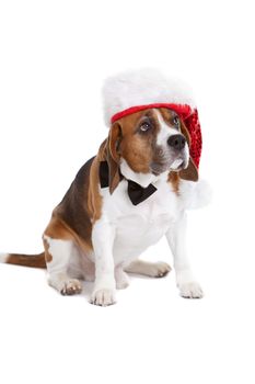 Cute beagle wearing a tie and a christmas hat on white background