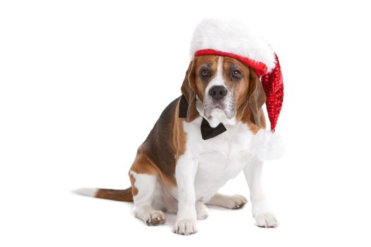 Cute beagle on white background with christmas hat