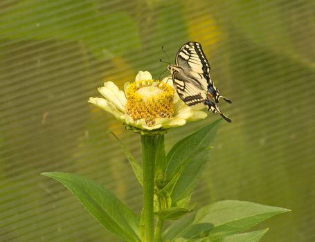 Close up shot of beautiful butterfly on flower.