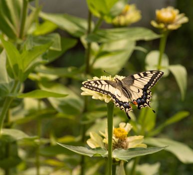 Close up shot of beautiful butterfly on flower.