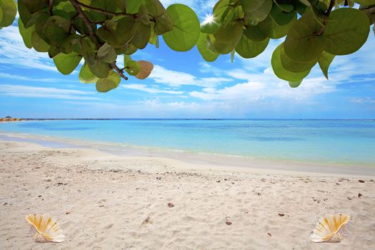 Turquoise water and sea shells on Baby beach, Aruba