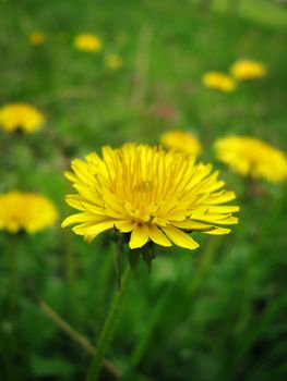 closeup of yellow dandelion in a field