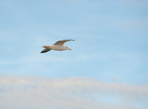 Seagull in flight against the background of a blue sky