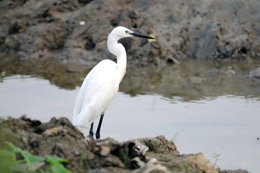 Migratory birds at pallikaranai marshland, India