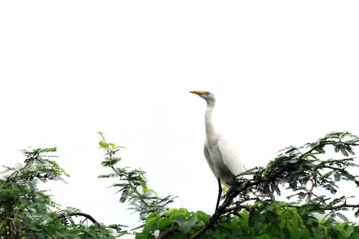 Migratory birds at pallikaranai marshland, India