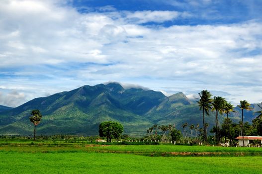 Green meadow in mountain. Composition of nature.