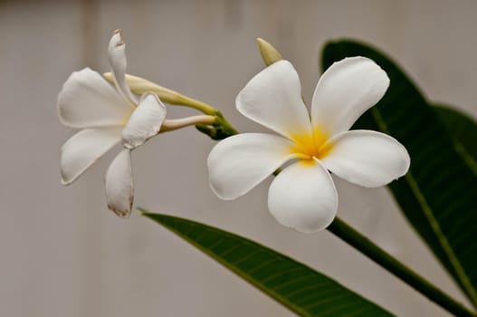 Frangipani flower at full bloom on a spring day