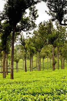 Tea Leaf with Plantation in the Background