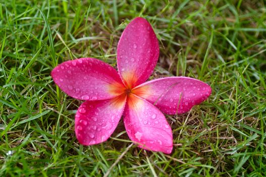 frangipani flower