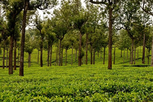 Tea Leaf with Plantation in the Background