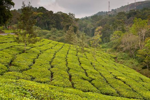 Tea Leaf with Plantation in the Background