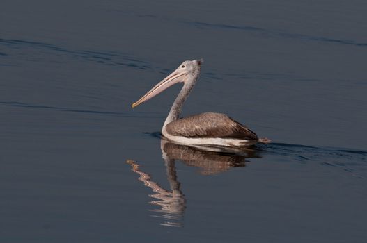 Spot billed pelicans looking active early morning