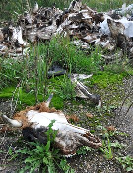 Heap Cow Skull on scramble graveyard animal Cow Skull