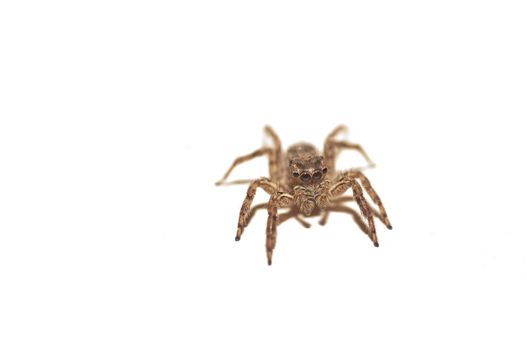 A jumping spider isolated on a white background