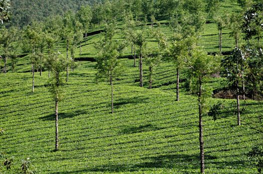 Tea plantation in India on a bright sunny day