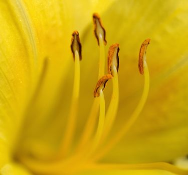 Extreme Close up of a day lily flower