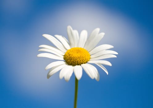 chamomile against blue sky, selective focus