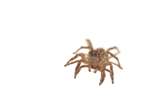 jumping spider