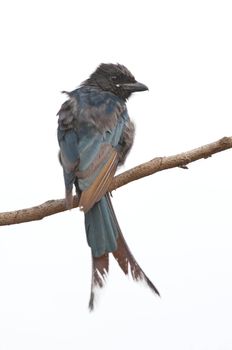 A cute drongo bird isolated on a white background