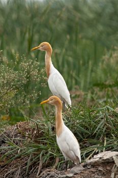 A pair of cattle egret in breeding plumage