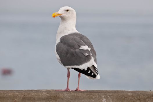 A sea gull standing cautiously at a sea shore