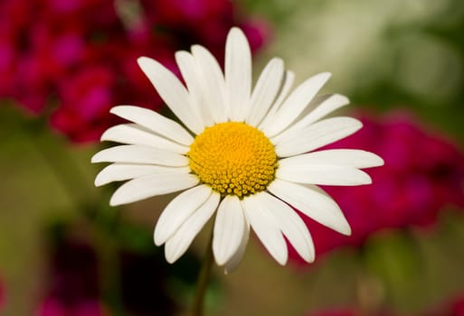 chamomile against flowers background, selective focus