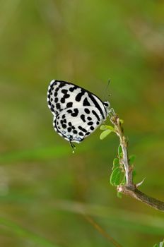 Common Pierrot butterfly perching on a twig during spring

