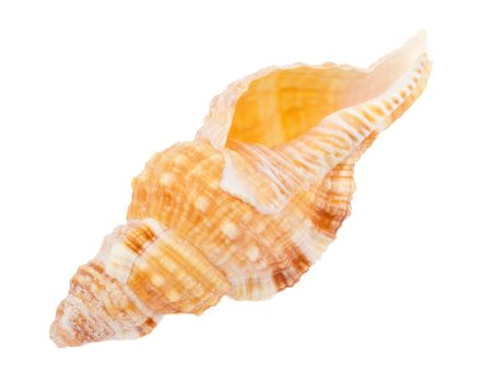 close-up seashell, isolated on white