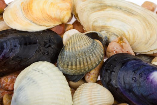 close-up seashells and stones