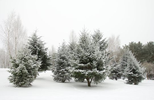 december firtrees covered with snow 