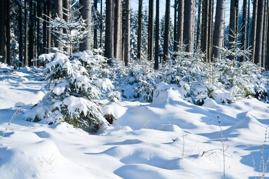 Wonderful Winter forest taken in Upper Austria