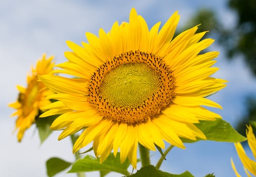 sunflower against blue sky