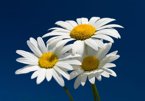 three chamomiles against blue sky, selective focus