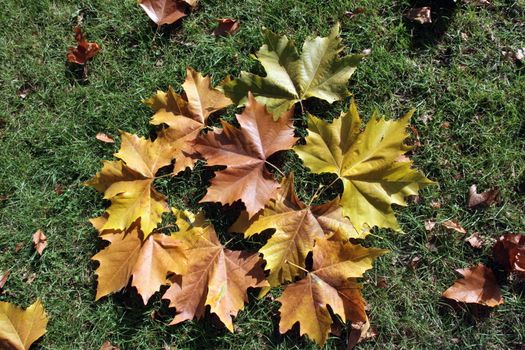 Some leaves on the ground, forming a picture of autumn