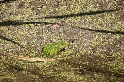 Green frog sits on the bank of a pond.