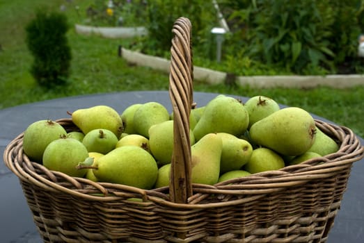 Outdoors shot of wattled basket with ripe pears.
