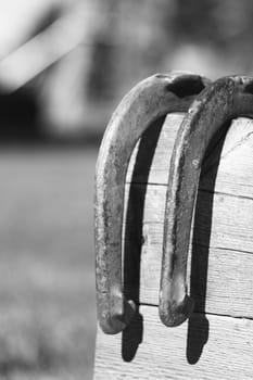 Horseshoes hanging on an old board in black and white