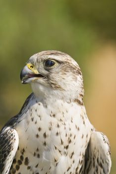 Saker Falcon (Falco cherrug) - landscape orientation